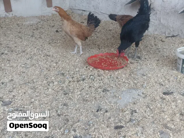 دجاج دندراويات وديج اسود عمر 5تشهر