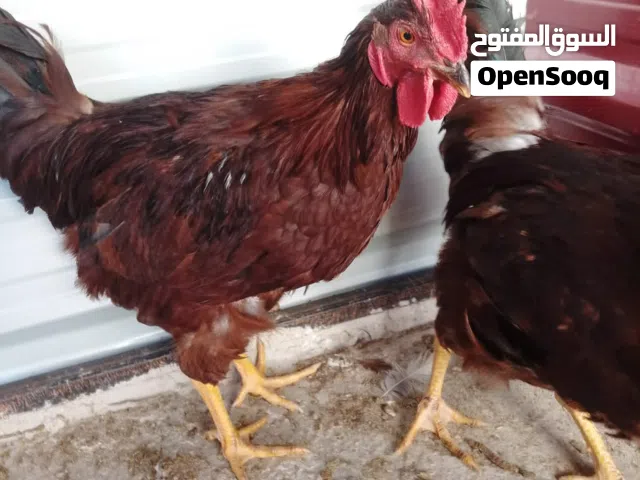 ديوك رود ايلاند نخب اول