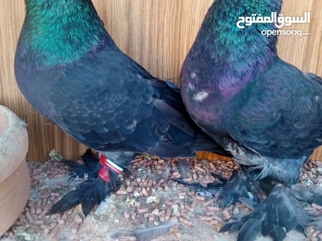 مكاويات سود مخاليف موجودات بالظليل  مطلوب فيهم 15