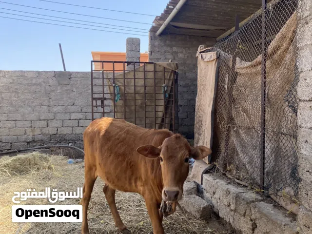 بقره للبيع