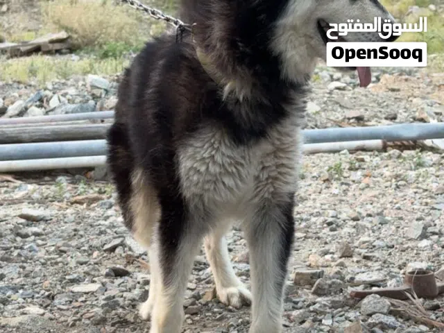 كلب هاسكي نشيط