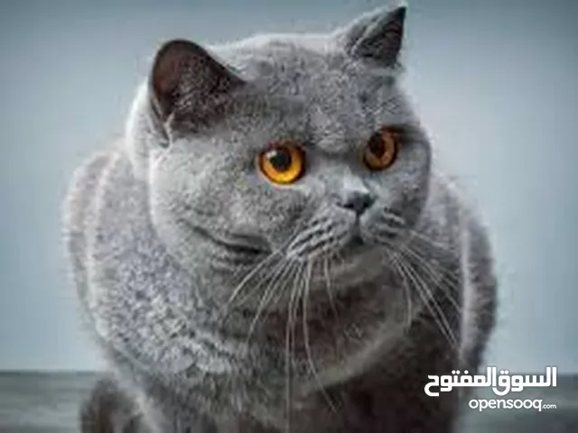 اسمه ليو حلو مو شرس ولا وكح عاقل أليف