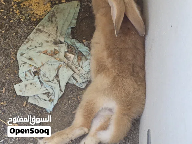 للبيع أرانب ذكر هولندي كبير مع إناث 2 عمانيات عمر 7 شهور تقريبآ