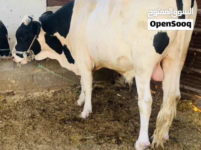 عجل سمين وخشن عراقي مال بيت ثكيل كلش سعره 3,900 مكاني بصره شط ألعرب الكباسي
