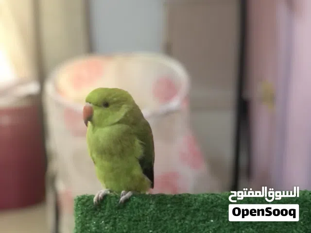 ببغاء دره (انثى)
