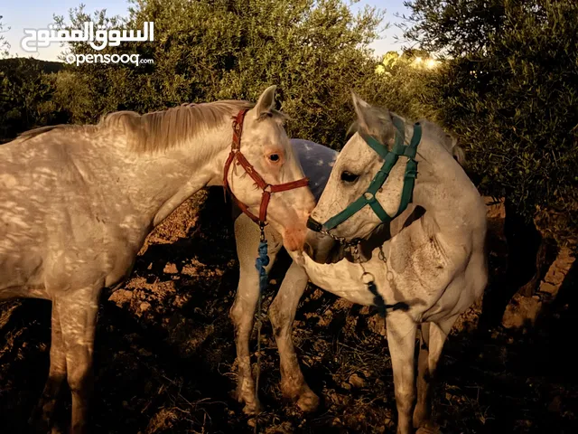 فحل للبيع العمر 8سنوات