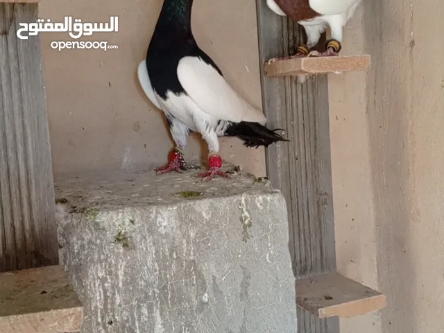 ست حبات للبيع طيور حمام ضرب ابو علندا