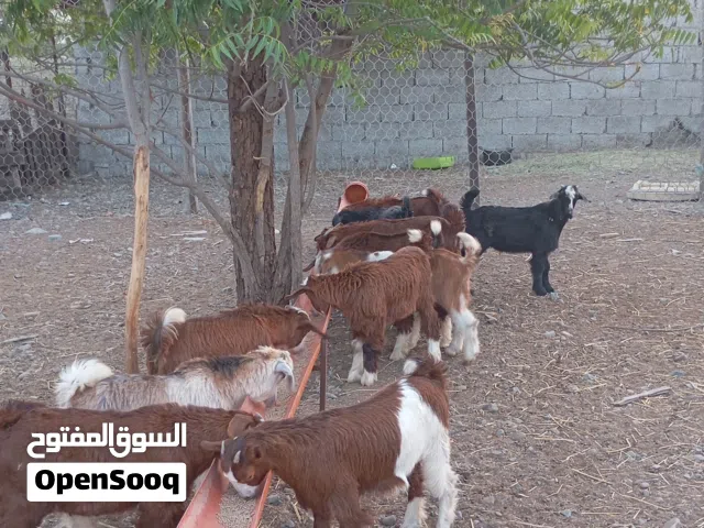 انا مجرد ناشر رقم التواصل تحت