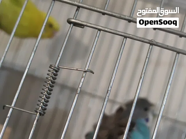 السلام عليكم كوبيه بسم الله مشاء الله