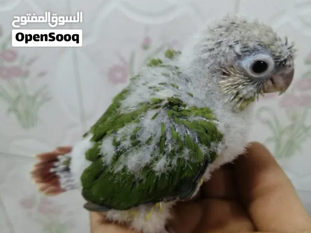 افراخ ببغاء كنيور زق