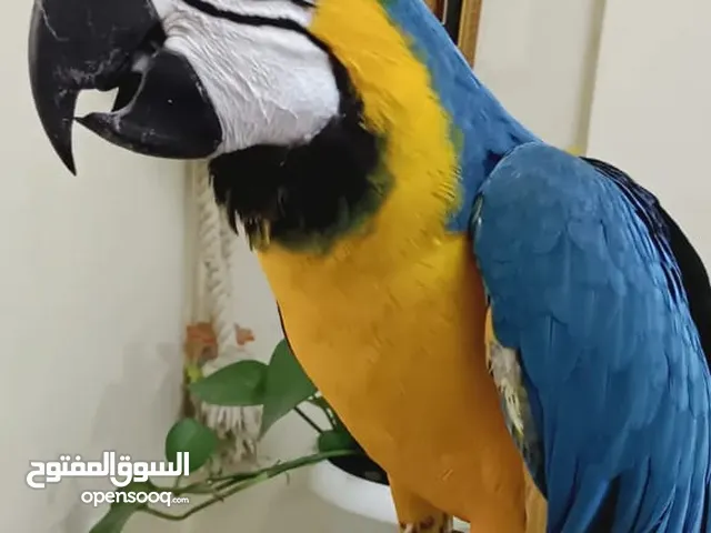 Fully tamed Bolivian blue and gold macaw