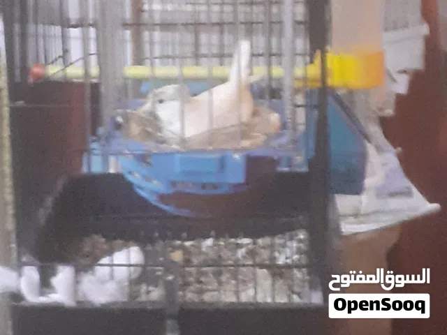 انتيه كناري واتيه