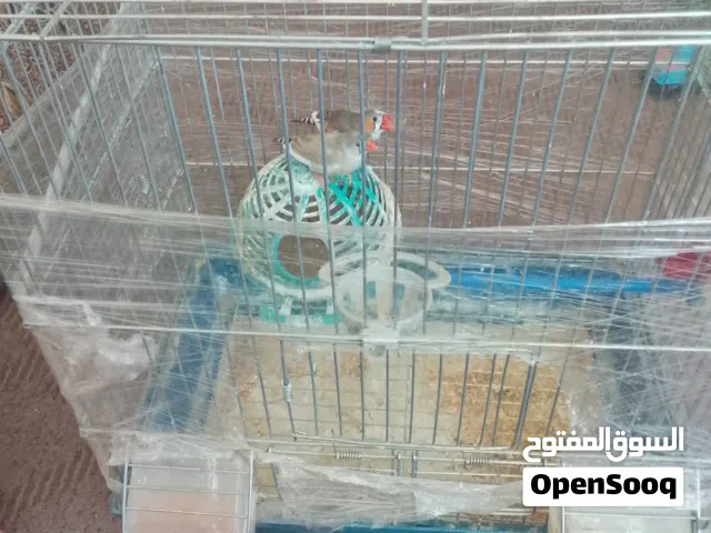 عصافير للبيع