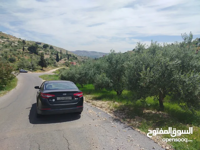 دنم و200 م بطنا مزرعة زيتون بسعر مغري جدا