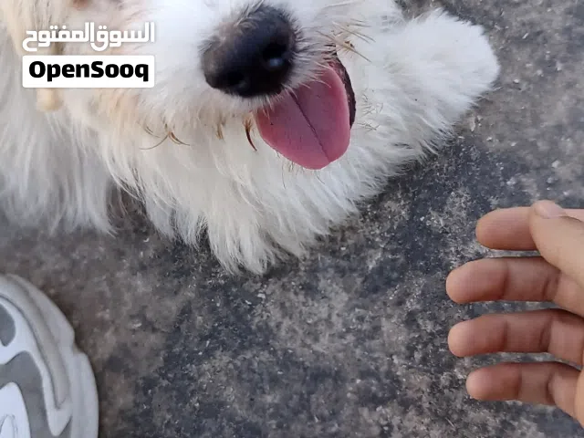 مطلوب هاسكي علا بدل موجود كلاب مالتيز