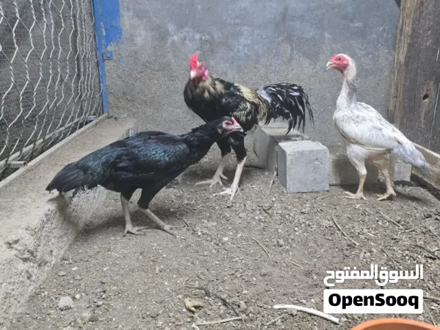للبيع ديك ودجاجتين باكستاني