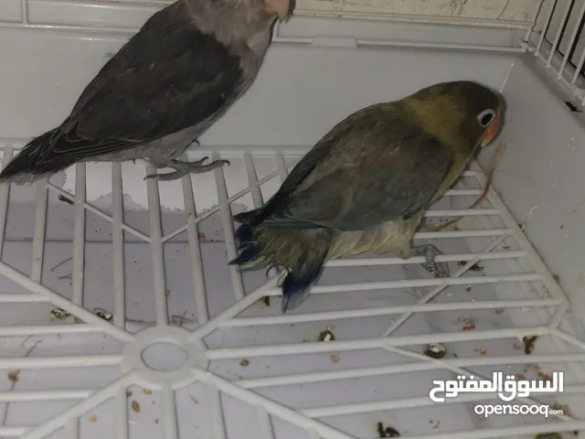 للبيع ذكر فيشر اسود + اانثى فيشر بني مجاااان عمر 3 شهور بسعر خيال