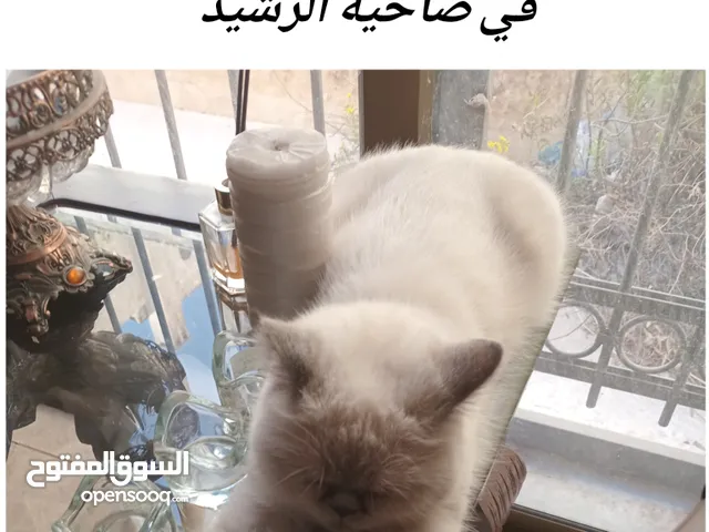 قطه مفقوده