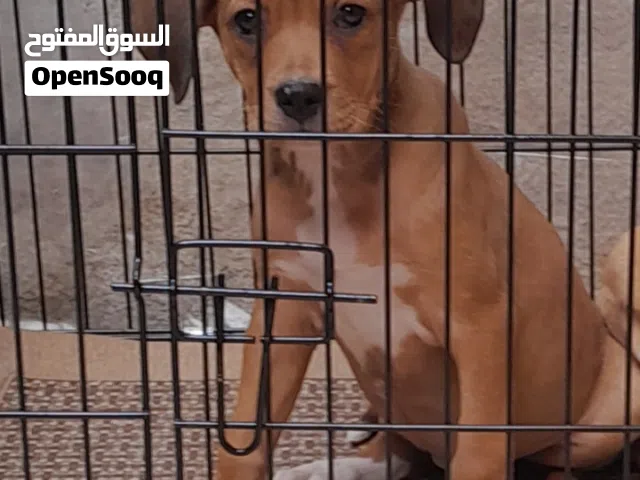 جرو بتبول انثى