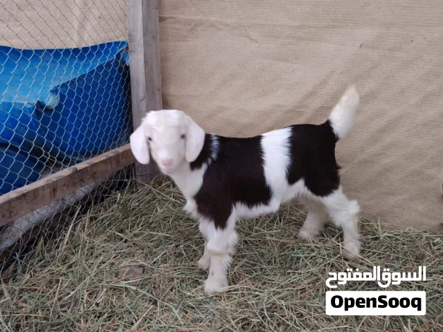 حلال رحبي اصل ام واب ابوه من حلال عيسى الراشد