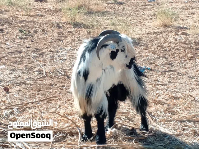 للبيع ثنيان كفالة هداد علي ردد عجمي