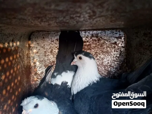 متاح جوز شخاشله