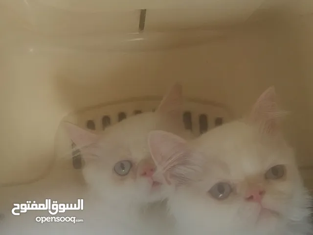 بنات هملايا بيوور زي القمر الحق الفرصه