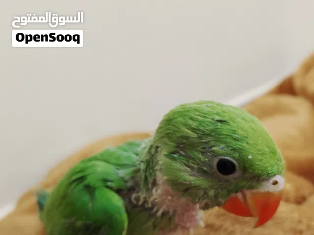 دره الهندي الاخضر العمر اقول شهر