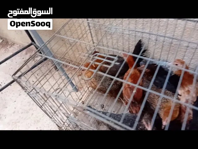 متوفر فرخات عمر ثلاث شهور ونص