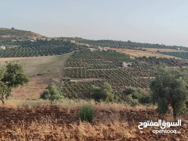 Mixed Use Land for Sale in Jerash Al-Hashimiyyah
