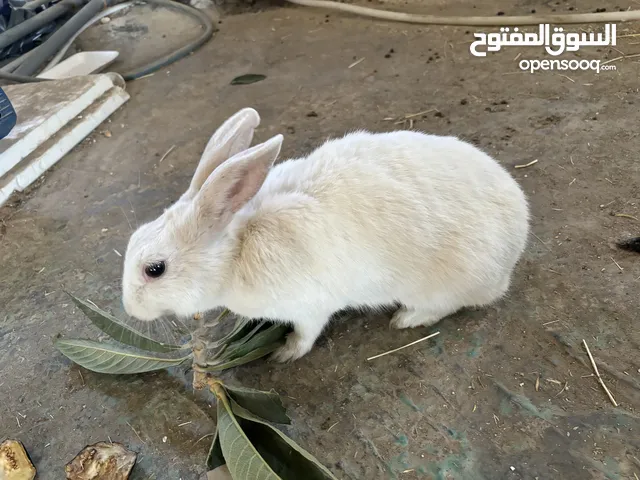 كوم ارانب للبيع العدد 6 اناثي ثنتين معاشير وحده ولادتها قريبه مع 4 فراخ عمر 40 يوم واحد فرنسي و3بلدي