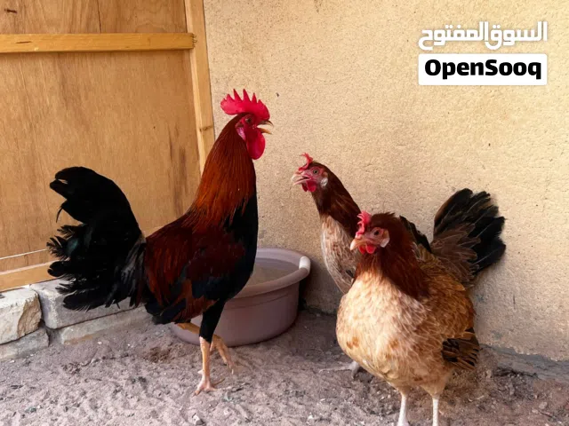 متاح اقرء الوصف