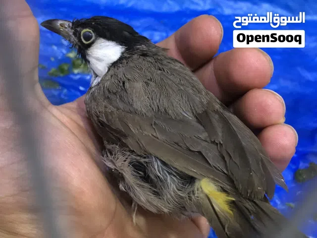 بلابل نثيه وفحل اعمار صغيره