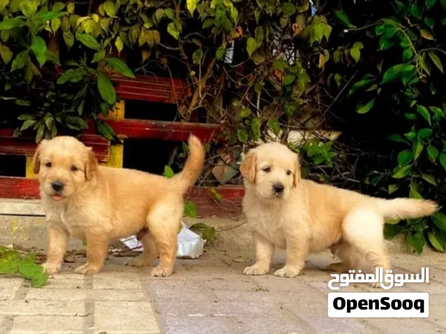 لعشاق كلاب الزينة و التيكب توب كواليتي من مصر