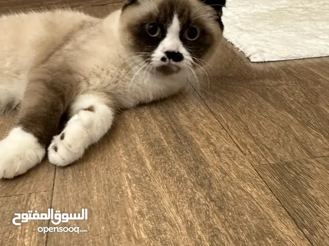 قطه سكوتش سيامي