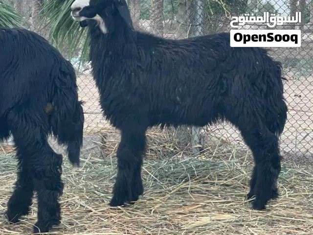 كباشه نجديات كبار وسمان والامورهن طيبة