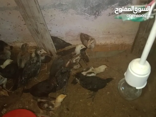 صوص دجاج بلدي للبيع