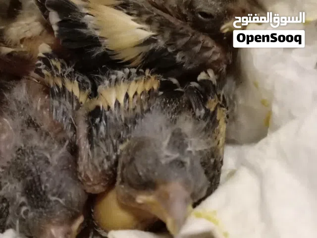 متاح تلاتة  فراخ قرديل  مخوصات صحة ممتازة مشاء الله