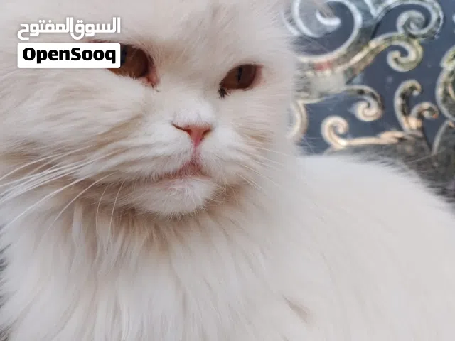 بزون شيرازي نضيفه وجميله رايدهه ب75 عنوان ابي الخصيب متوفر فقط واتساب