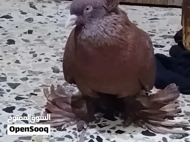 متاح نثيه راعب نجفيه الخط الاول شرط