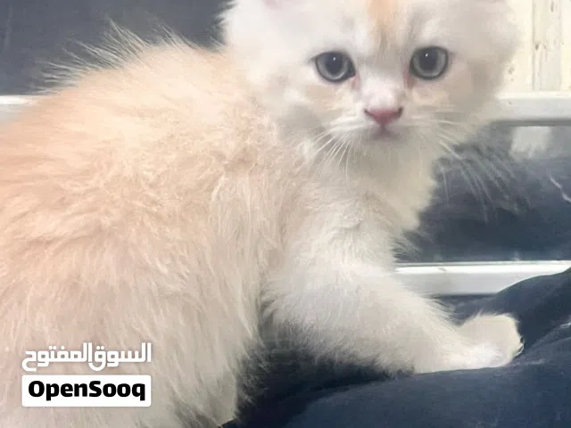 كتن برتش شورت هير
