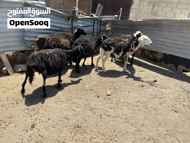 للبيع جعد عمانيات ما شاء الله يحدرن .. تابع الوصف ..