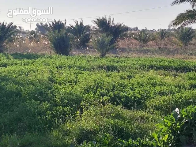Mixed Use Land for Sale in Wasit Aziziyah