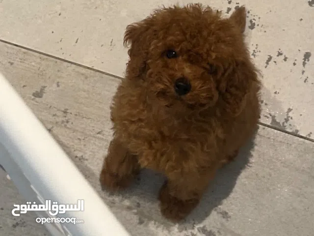 Toy Poodle