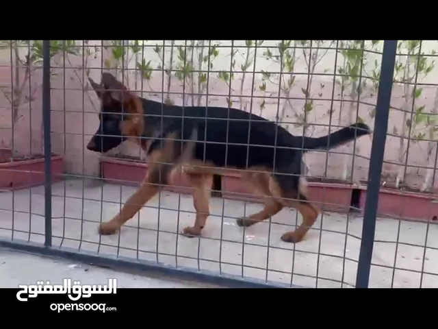 الاستلام في مطار مسقط(مرفق صور الاب)
