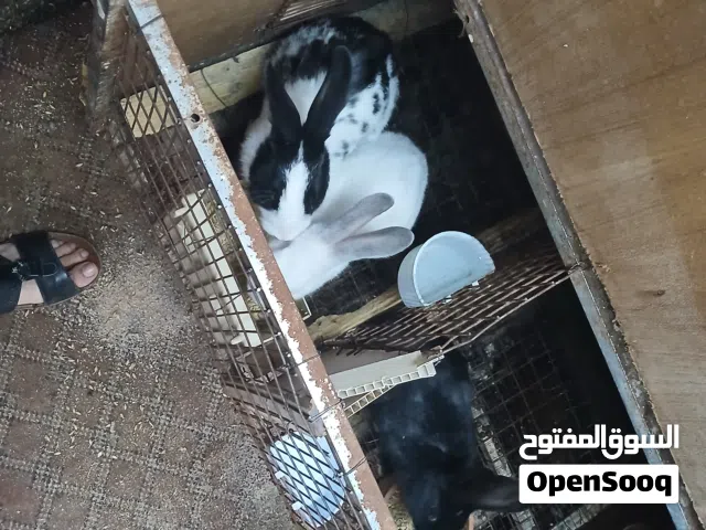 ارانب للبيع اربد ايدون للبيع كوم كامل