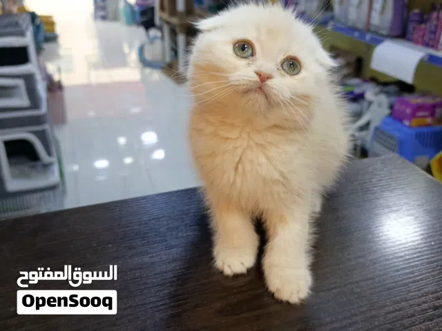 قطط سكوتش فولد و فولد تربل