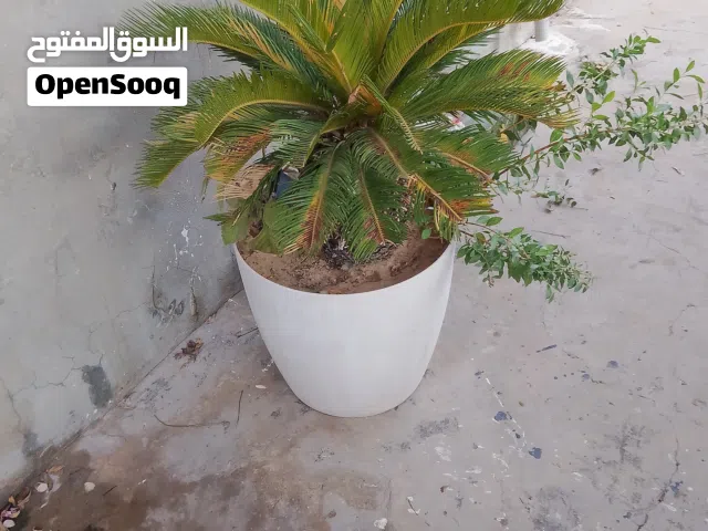 شجرة ملاكيه مشاءالله