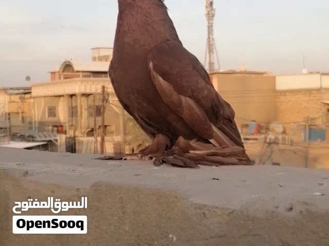 رواعب للبيع