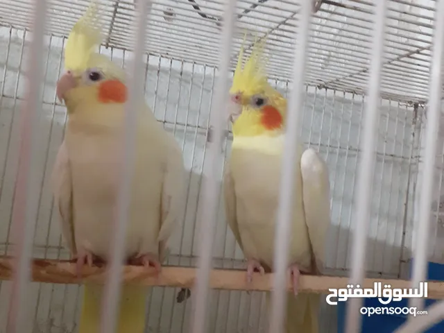 كوكتيلات زوج